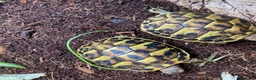 Tortoise reptiles for sale: Hermanns Tortoise Hatchling - Western / Eastern - Advert 3