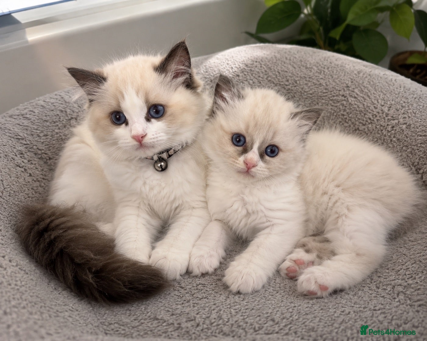 Ragdoll cats Bi colour ragdolls  - Advert 18