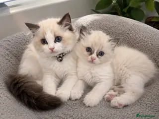 Ragdoll cats Bi colour ragdolls - Advert 10