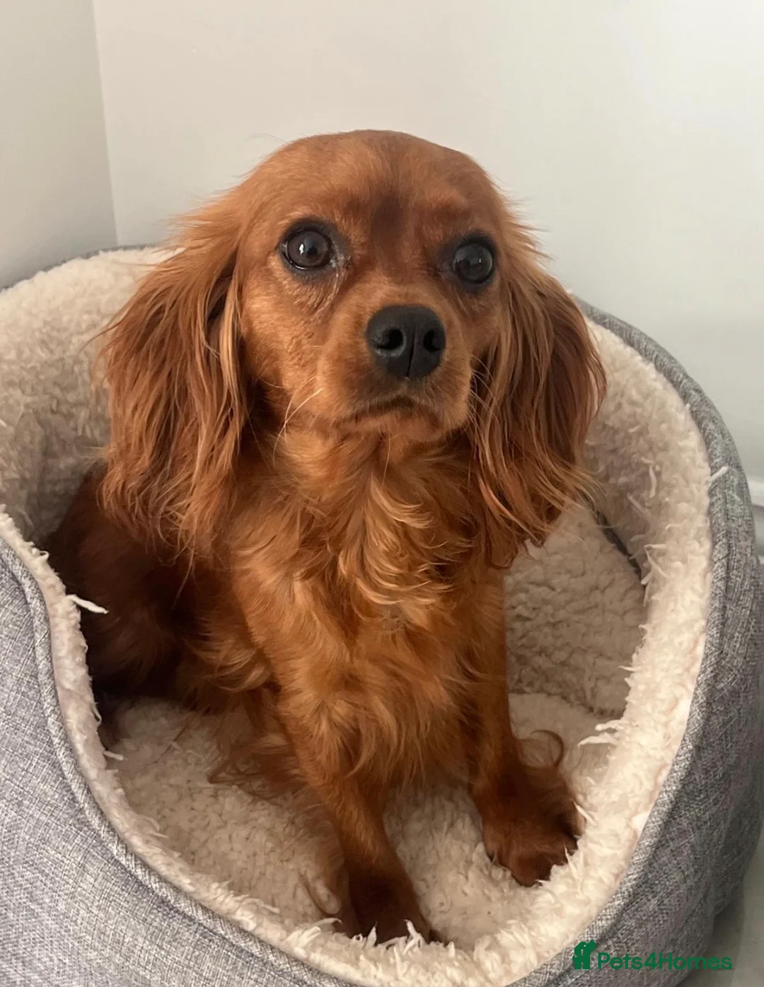 Cavapoo dogs for sale: Beautiful F1 Cavapoo's 🧬 Health Tested Parents - Advert 11