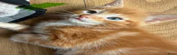 Mixed Breed cats for sale: 5 HALF-RAGDOLL KITTENS ❤️ - Advert 15
