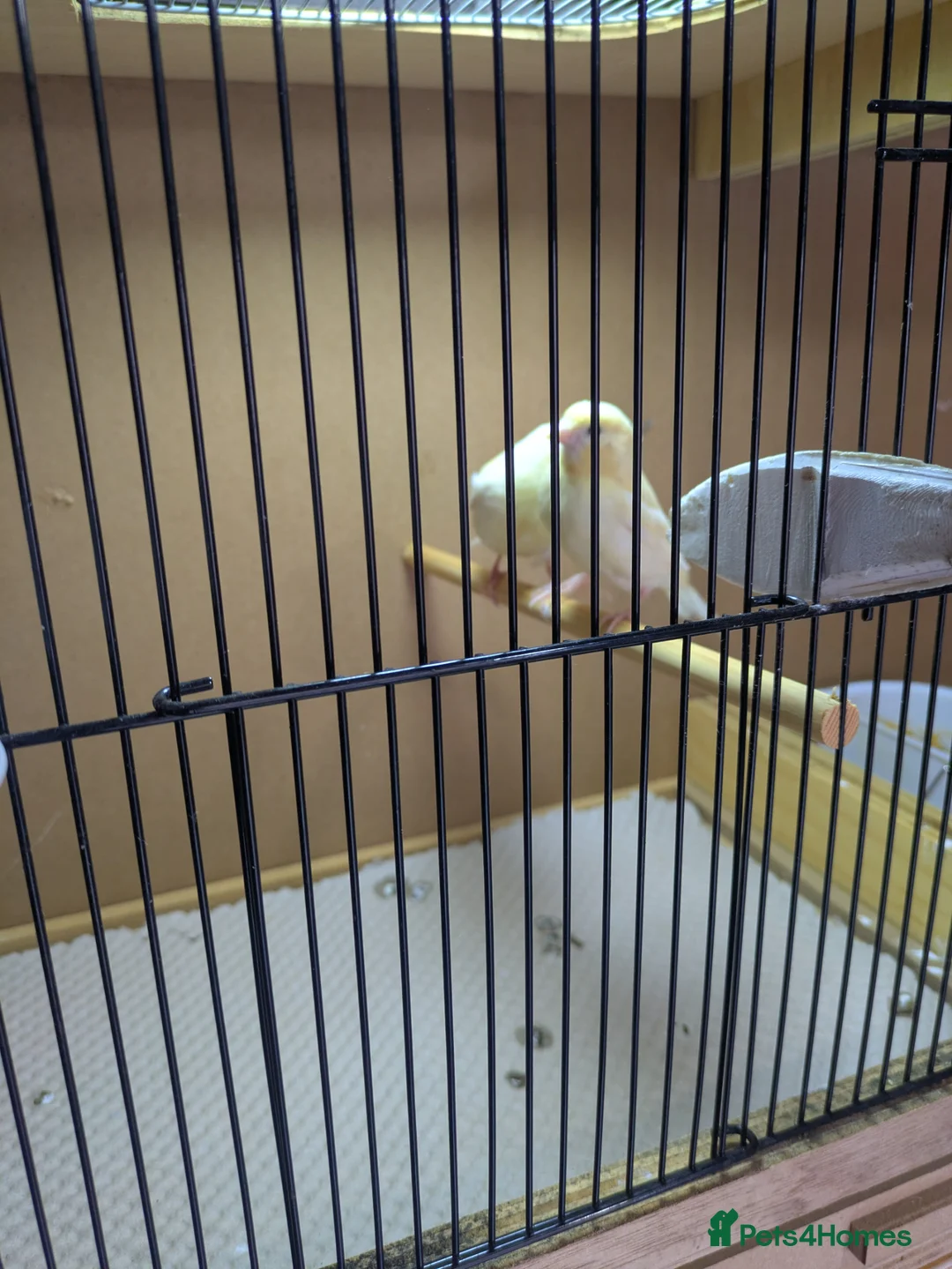 Canaries birds for sale: Canarys  in Kettering - Advert 1