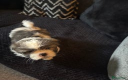 Shih Tzu dogs for sale: Shih zhus puppys - Image 3