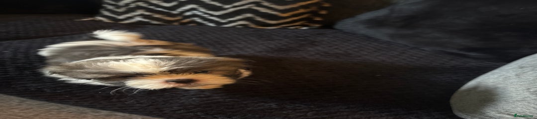 Shih Tzu Puppy 1