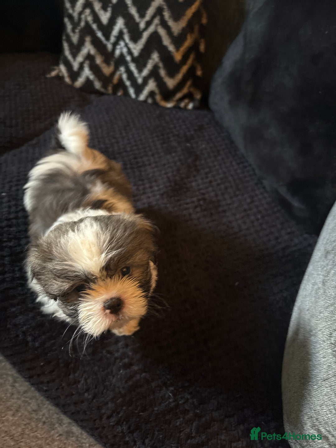 Shih Tzu dogs for sale: Shih zhus puppys - Image 3