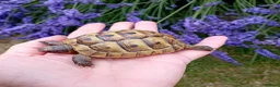 Tortoise reptiles for sale: Baby Hermans and spur thighed tortoises in Norwich - Advert 4