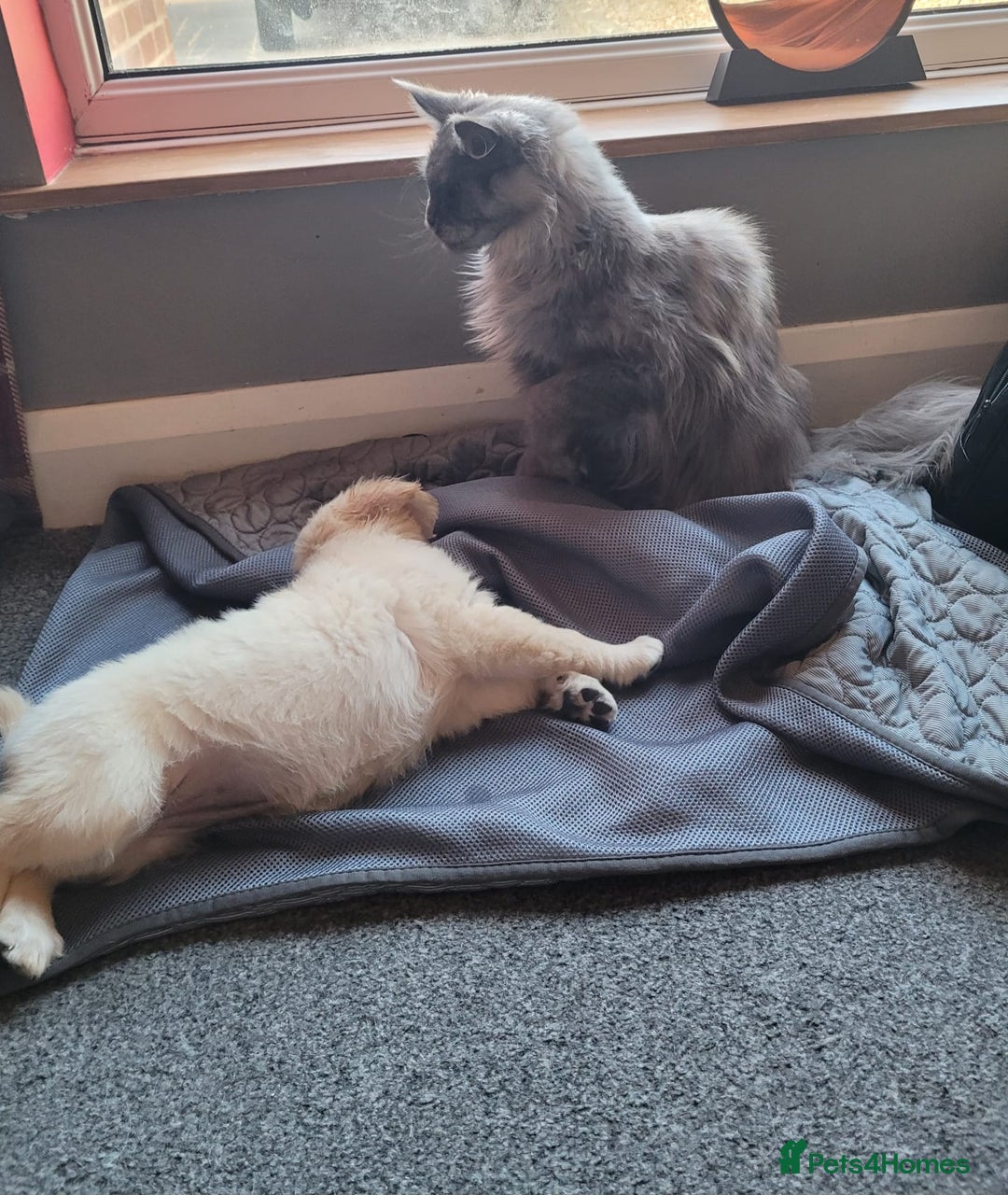 Maine Coon cats for sale: Amazing male Mainecoon  - Image 4