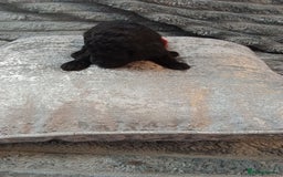 Jackapoo dogs for sale: Beautiful Jackapoos puppies - Advert 6