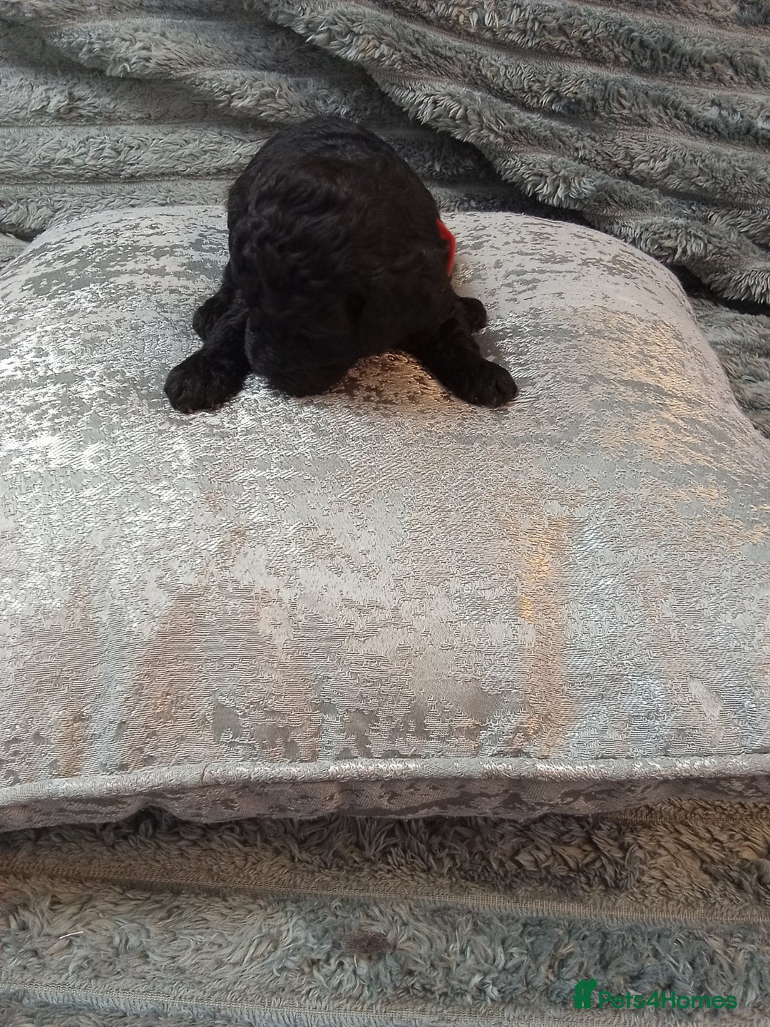 Jackapoo dogs for sale: Beautiful Jackapoos puppies - Advert 6