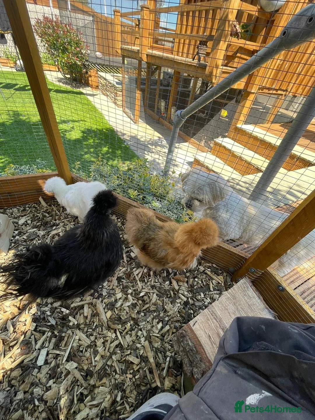 Mixed Breed poultry for sale: 5young hens 2 polish layers 3 silkies  - Advert 20