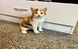 Mixed Breed cats for sale: 5 beautiful kittens for sale  - Image 2