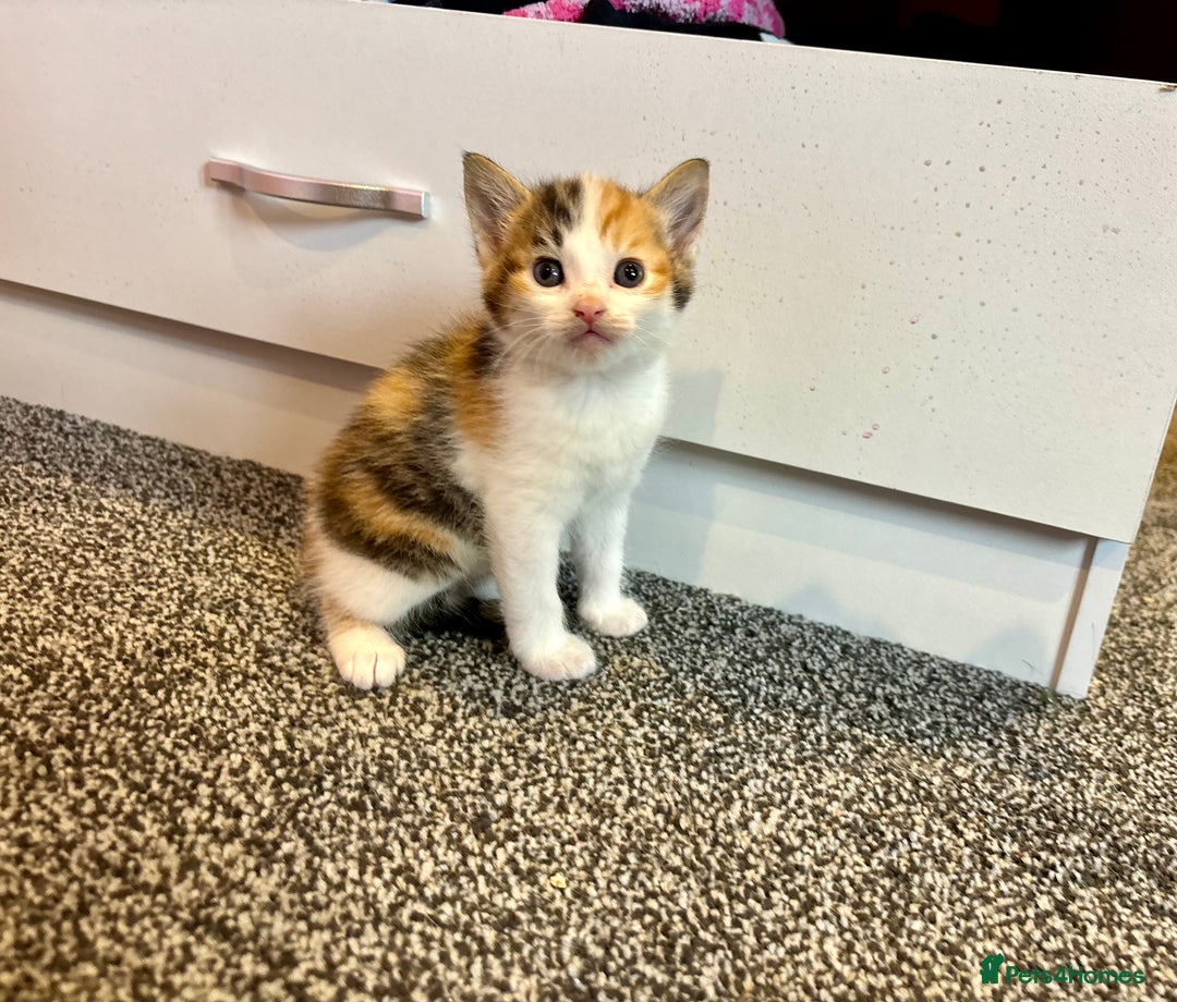 Mixed Breed cats for sale: 5 beautiful kittens for sale  - Image 2