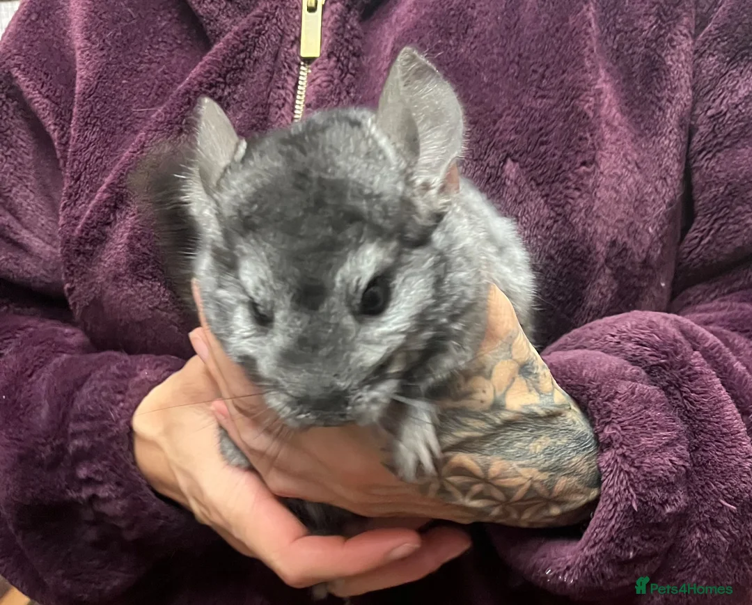 Chinchilla rodents for sale: 💙 Two Beautiful Std Grey Male Chinchillas 💙 - Advert 2