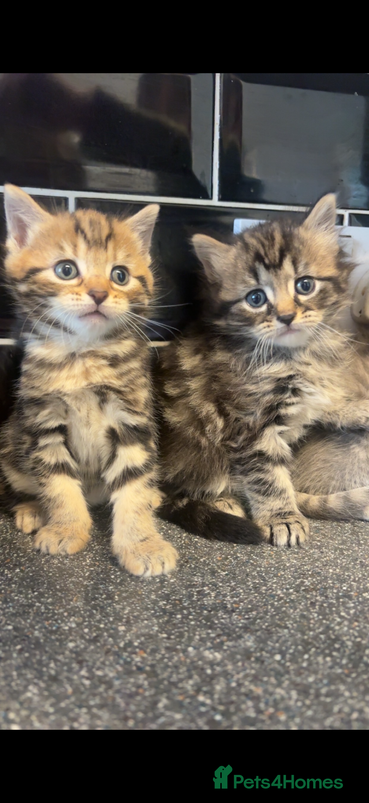 Mixed Breed cats Kittens for sale  - Advert 1