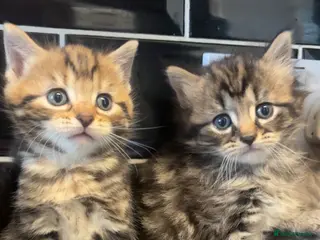 Mixed Breed cats Kittens for sale - Advert 1