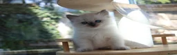 Ragdoll cats for sale: GCCF Reg Ragdoll Kittens – Outstanding GrCh Lines in Droitwich - Advert 7