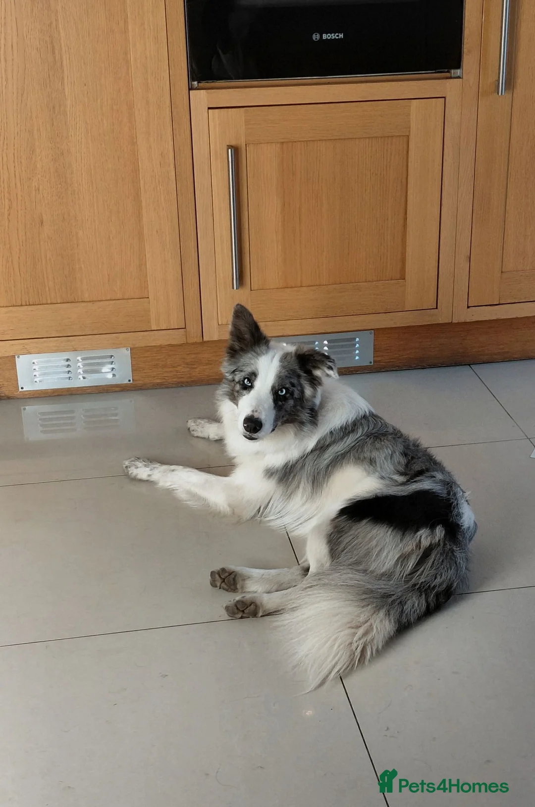 Mixed Breed dogs for sale: 8 healthy active collie pups in Cramlington - Advert 10