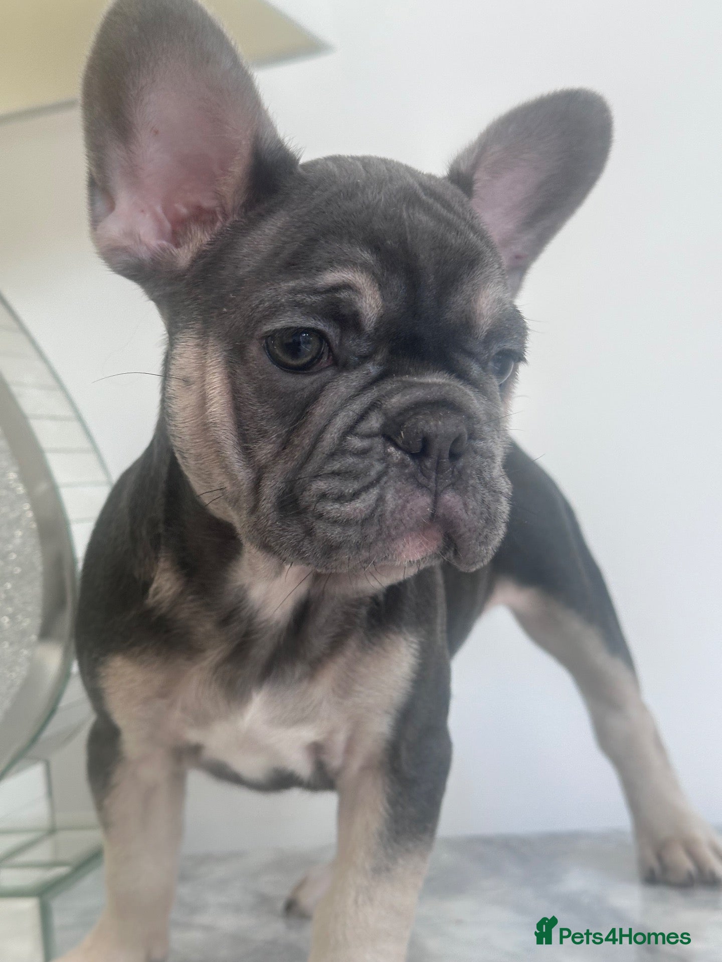 French Bulldog dogs Ready Now french bulldog puppies - Advert 9