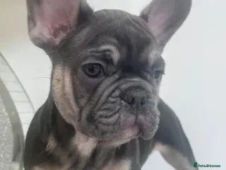 French Bulldog dogs Ready Now french bulldog puppies - Advert 9