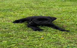 Labrador Retriever dogs for sale: Excellent KC reg-health checked home bred line - Image 11
