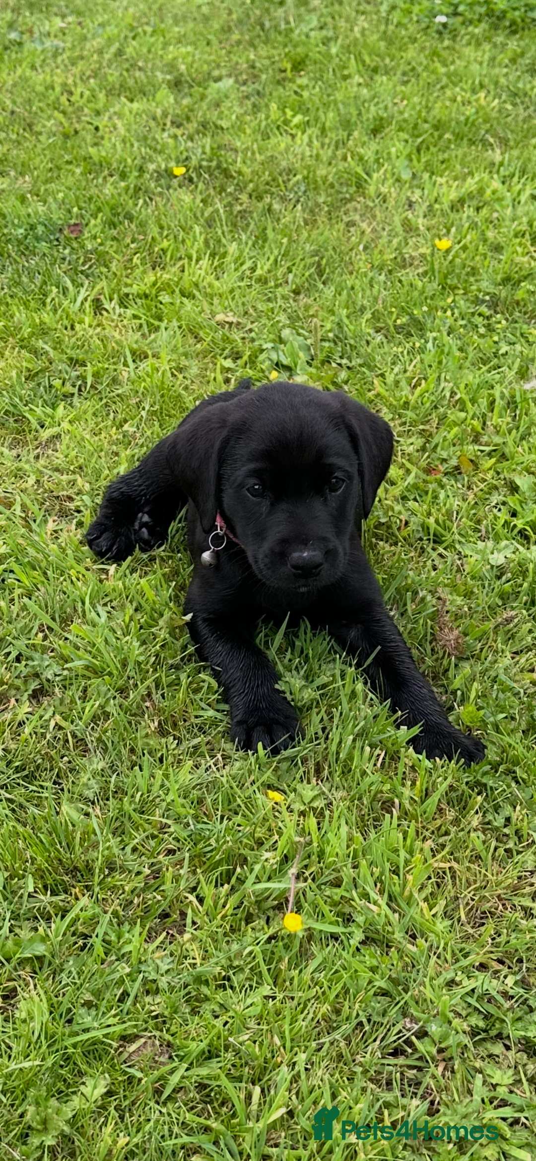 Labrador Retriever dogs for sale: Excellent KC reg-health checked home bred line - Image 11
