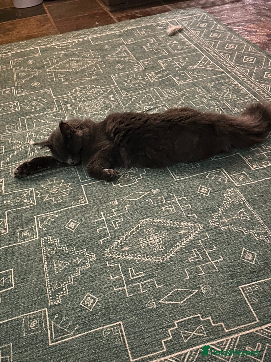 Maine Coon cats for sale: Gccf MaineCoon Kitten Exceptional Russian Lines 🌟 - Advert 6