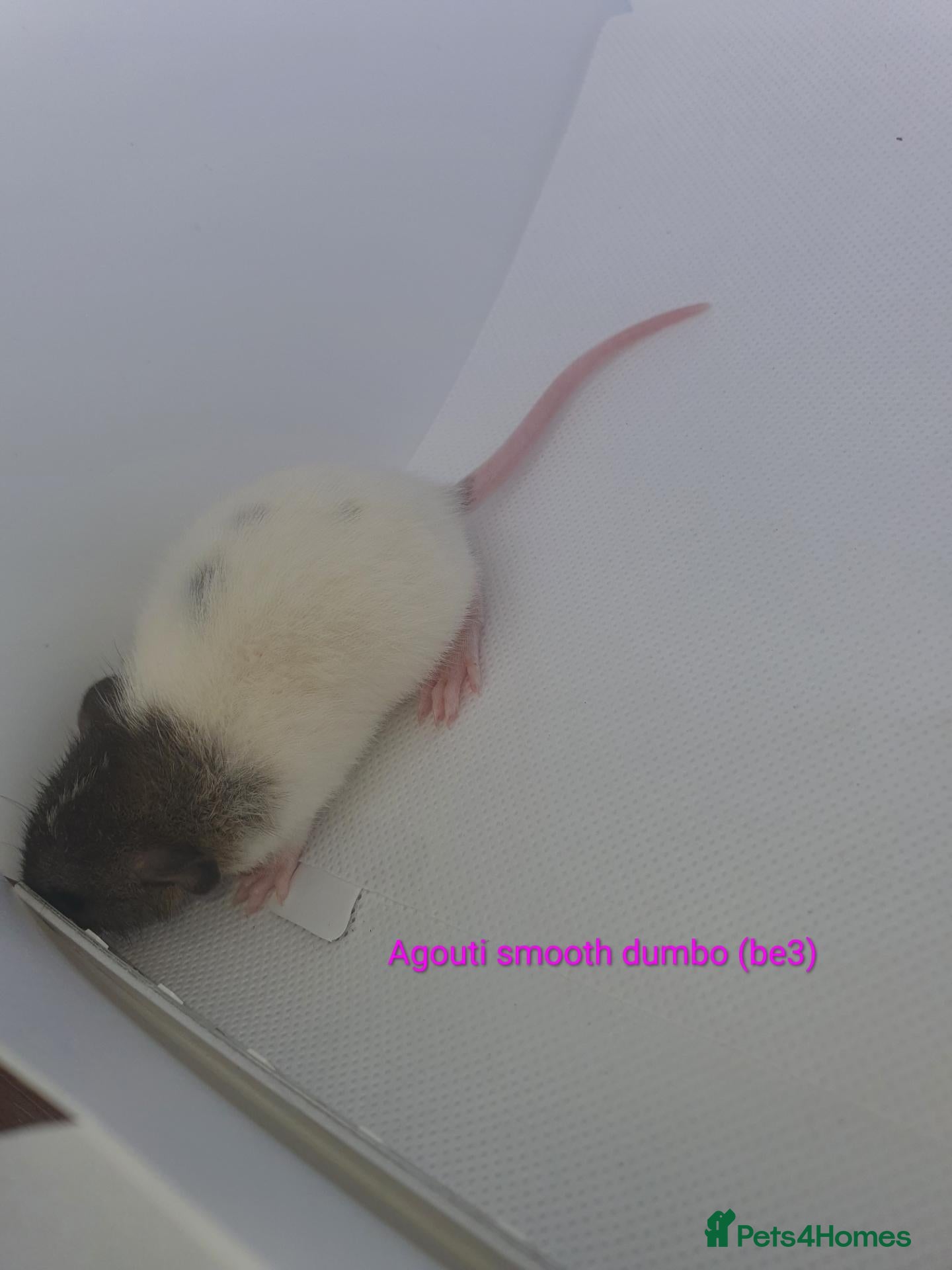 Rat rodents Rat kits for sale - Advert 1