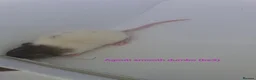 Rat rodents for sale: Rat kits for sale - Advert 1