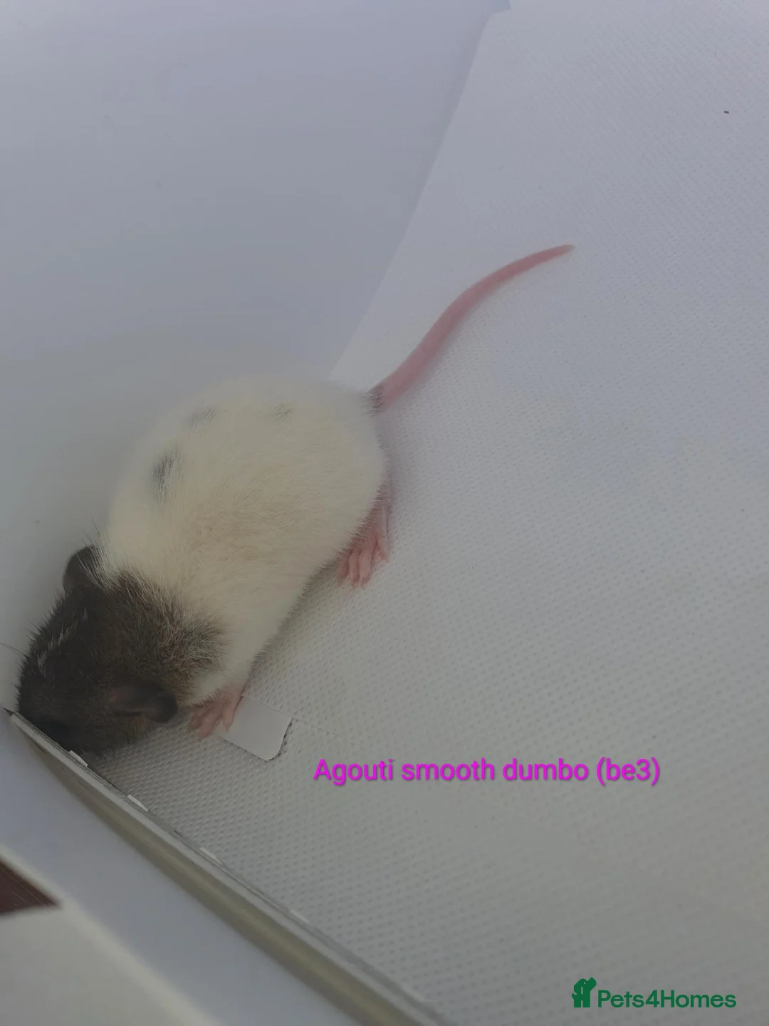 Rat rodents for sale: Rat kits for sale - Advert 1