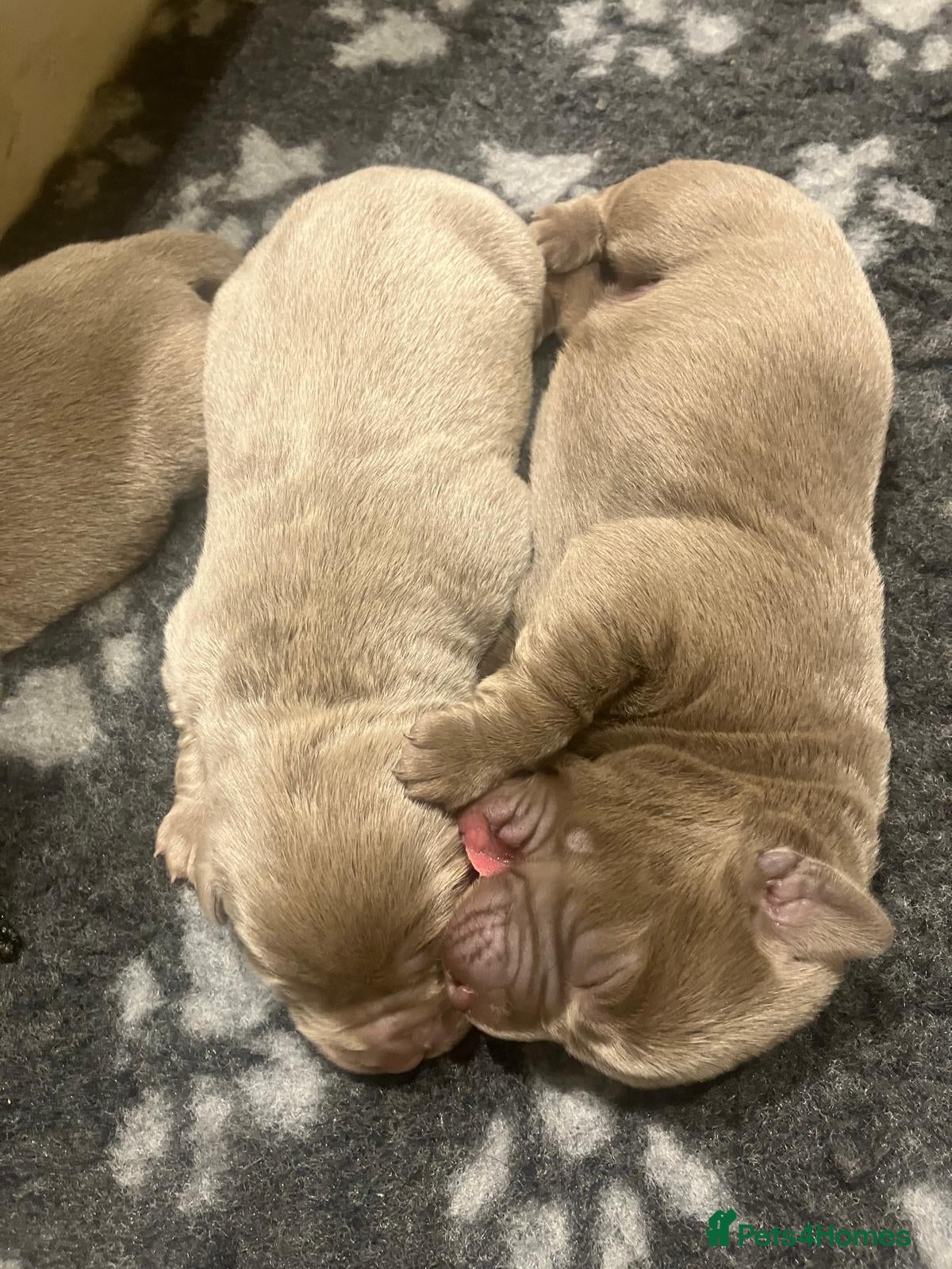 Labrador Retriever dogs  **  day Silver / Charcoal Labradors.  - Advert 1