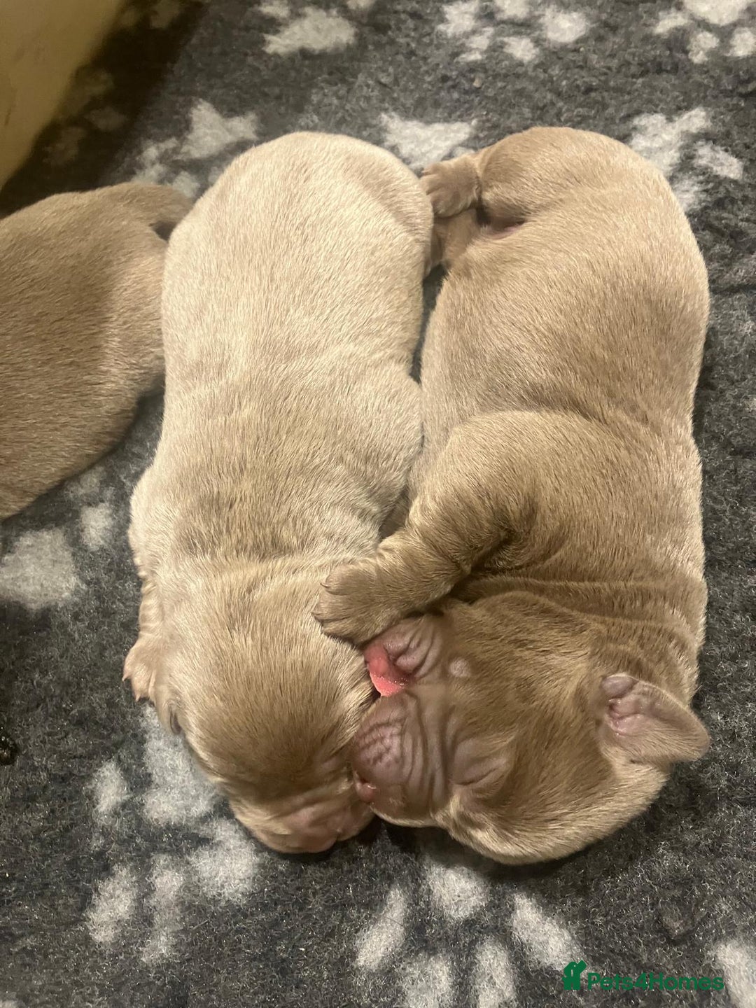 Labrador Retriever dogs for sale:  **  day Silver / Charcoal Labradors.  - Advert 1