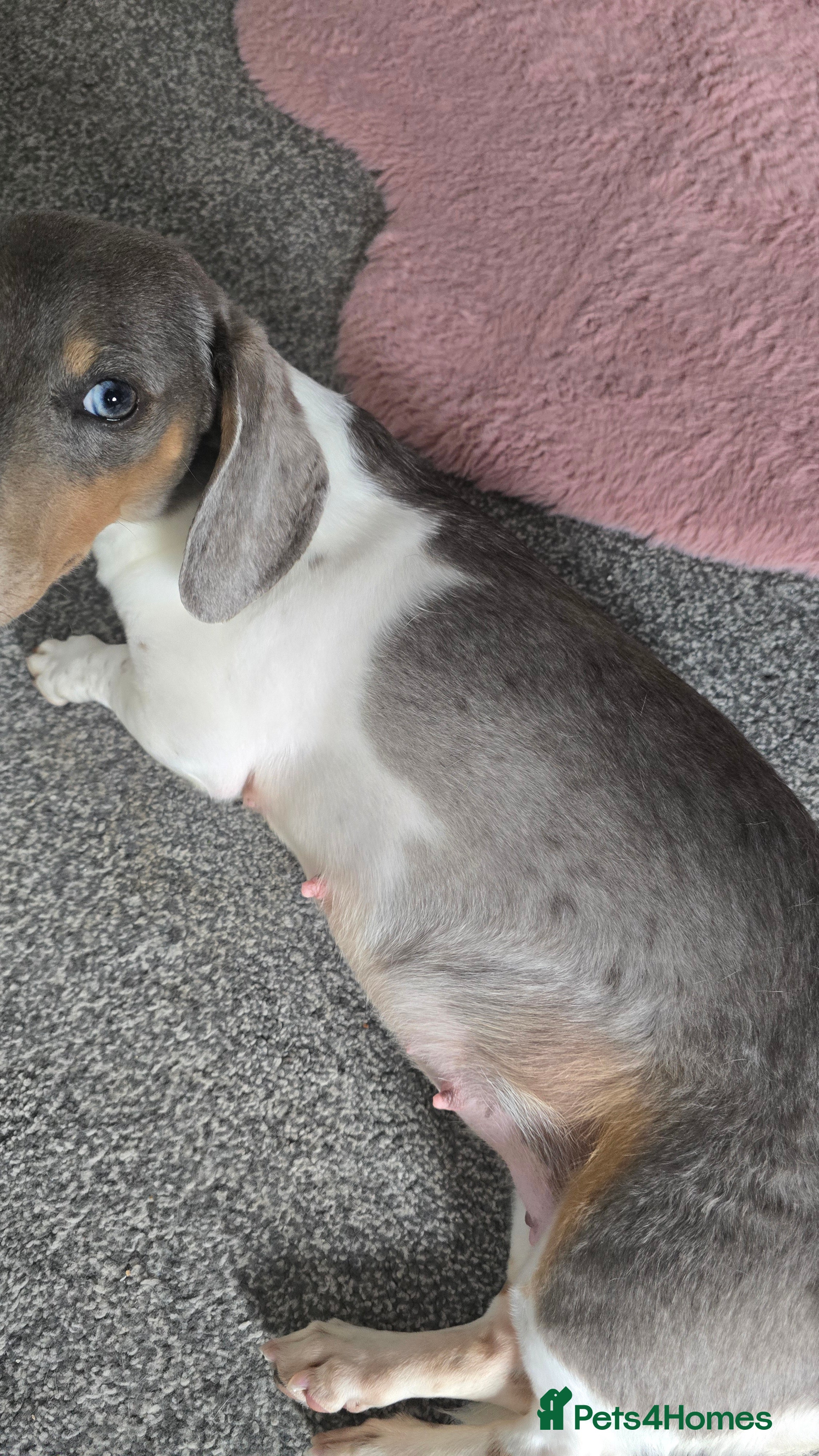 Miniature Dachshund dogs Miniature dachshund puppies for sale liverpool  - Advert 2