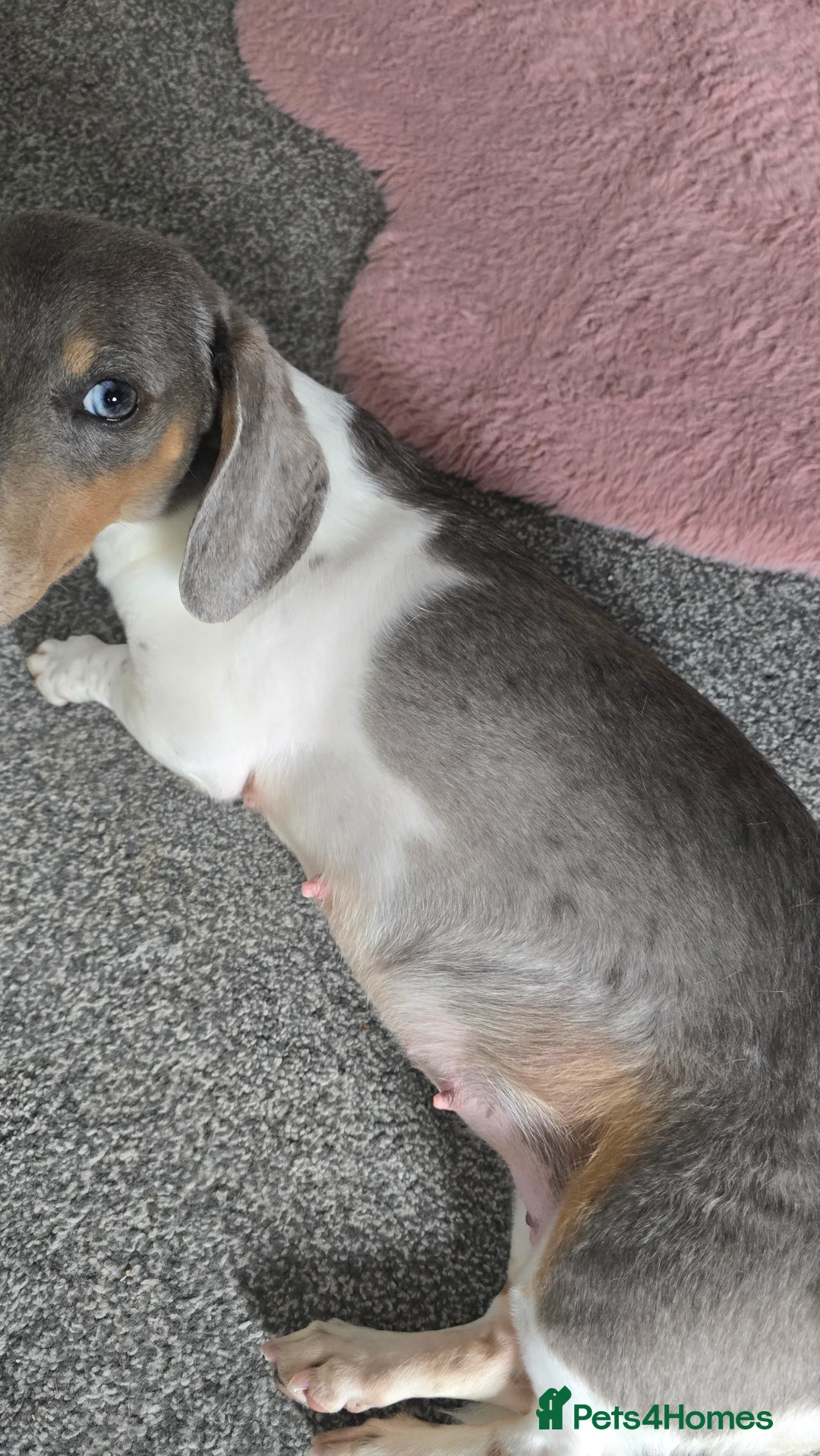 Miniature Dachshund dogs for sale: Miniature dachshund puppies for sale liverpool  - Advert 1