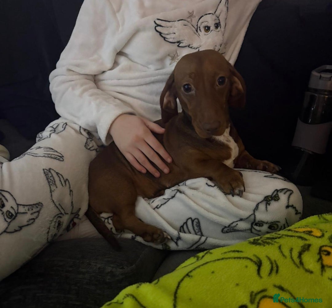 Miniature Dachshund dogs for sale: Miniature Dachshund Betsy  - Advert 3