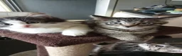 Mixed Breed cats for sale: Beautiful Male Kittens 🥰 in Dartford - Advert 23
