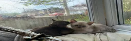 Burmese cats for sale: Beautiful Female Burmese Kittens  in Swindon - Advert 1