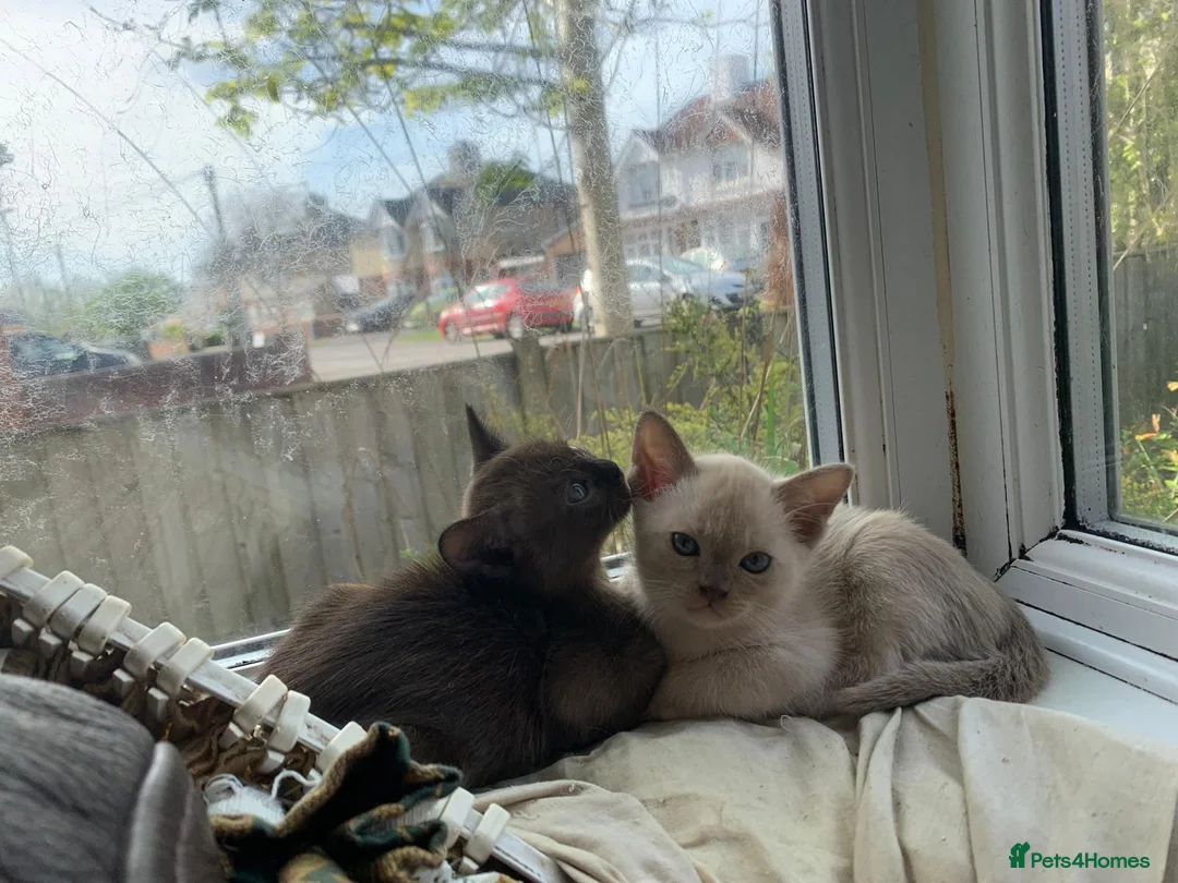 Burmese cats for sale: Beautiful Female Burmese Kittens  in Swindon - Advert 1