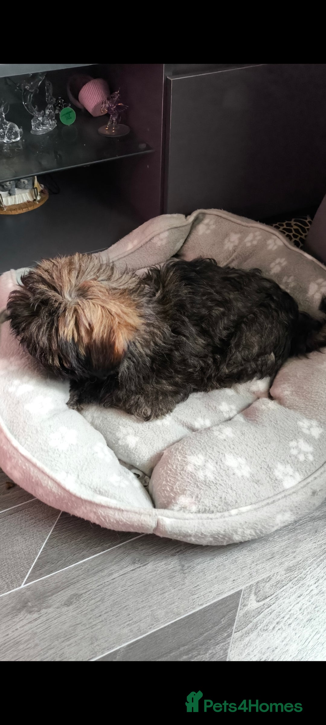 Lhasa Apso dogs for sale: Lhasa apso puppy last beautiful boy left 🩵 - Image 4