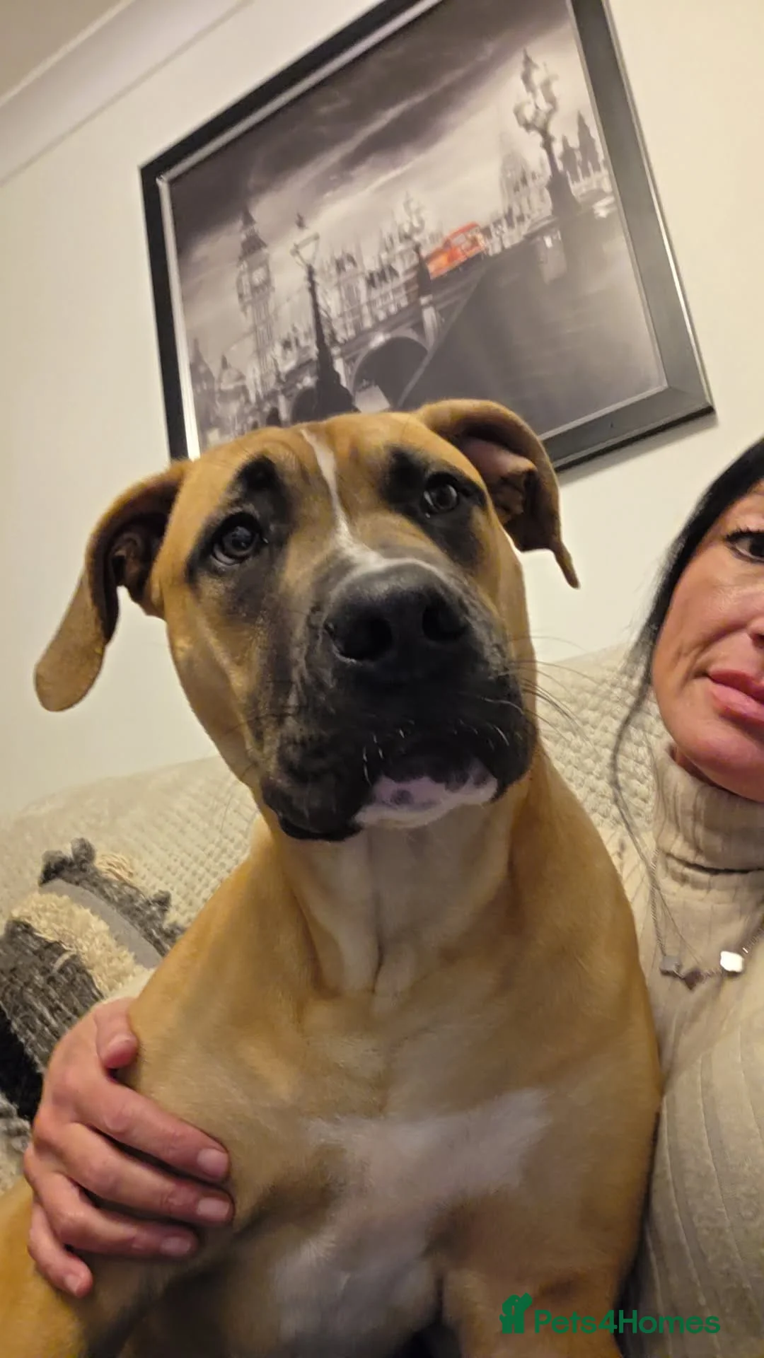 Mixed Breed dogs for sale: good home needed - Advert 2