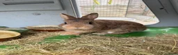 Netherland Dwarf rabbits for sale: Rabbits  - Advert 2