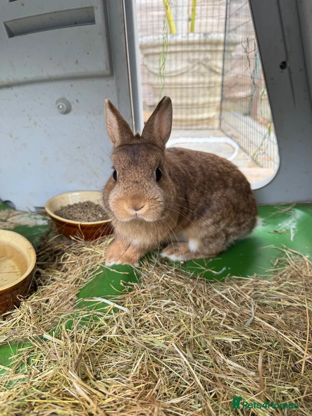 Netherland Dwarf rabbits for sale: Rabbits  - Advert 2
