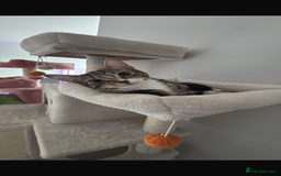 Mixed Breed cats for sale: cat for sale - Image 2