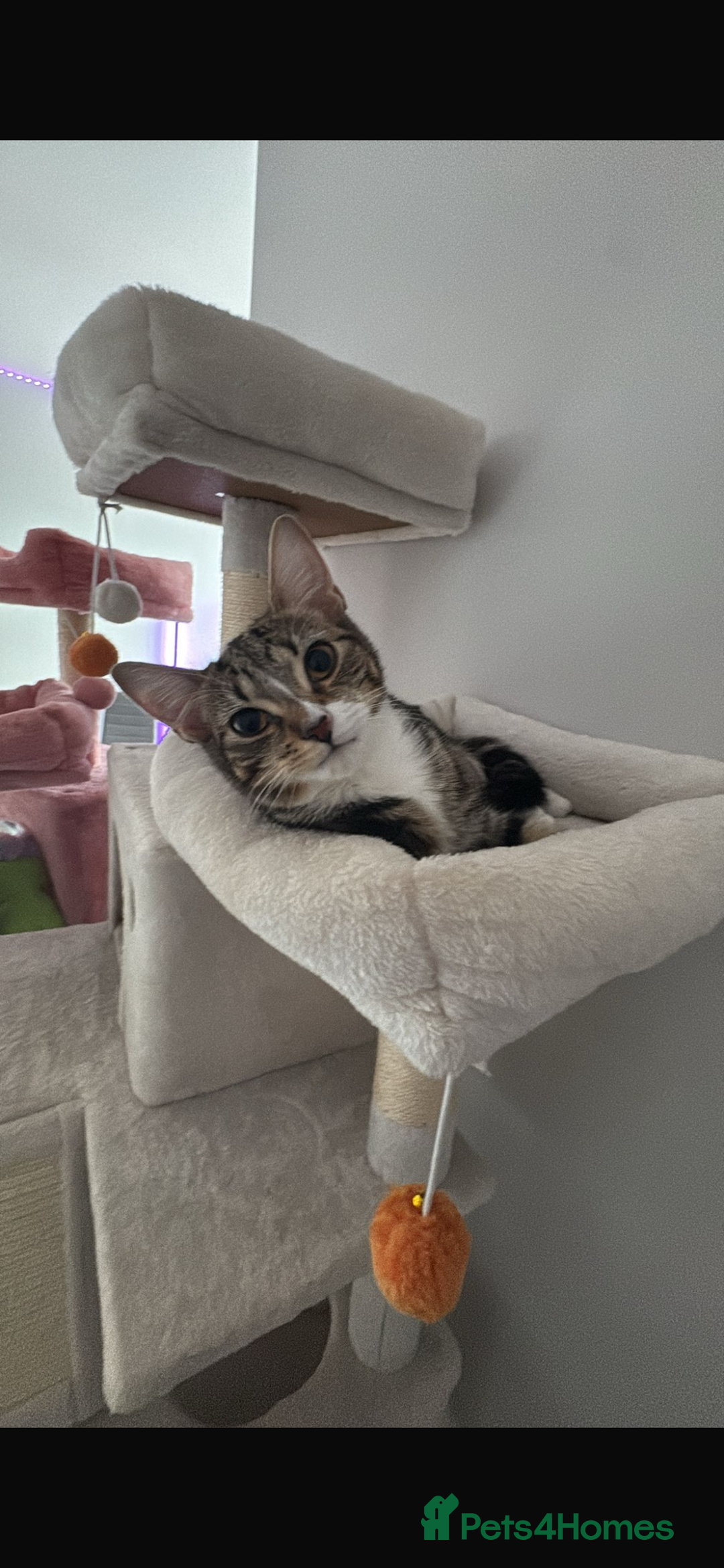 Mixed Breed cats for sale: cat for sale - Image 2