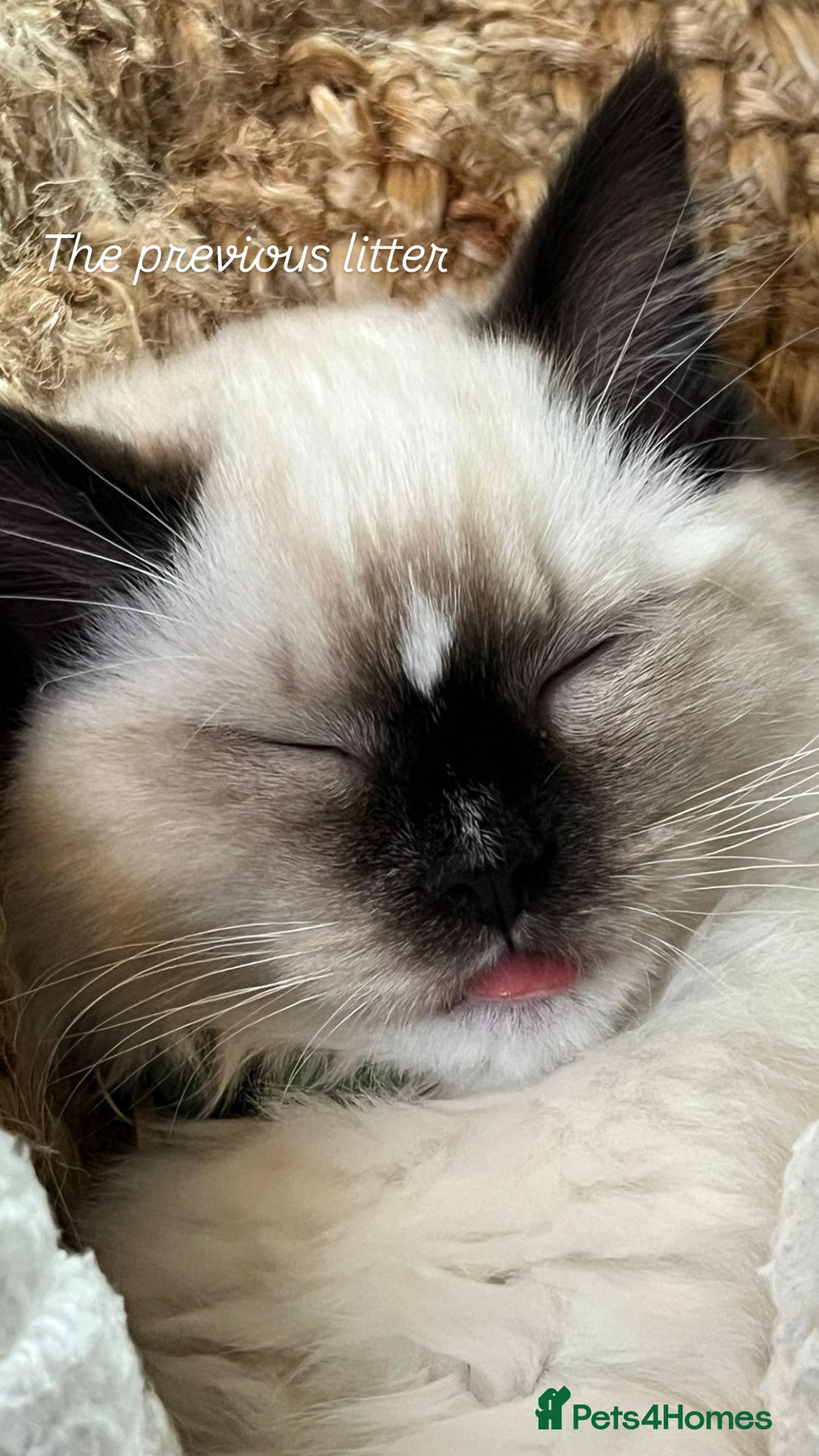 Ragdoll cats for sale: CHUNKY FLUFFY PEDIGREE RAGDOLL KITTENS - Advert 10