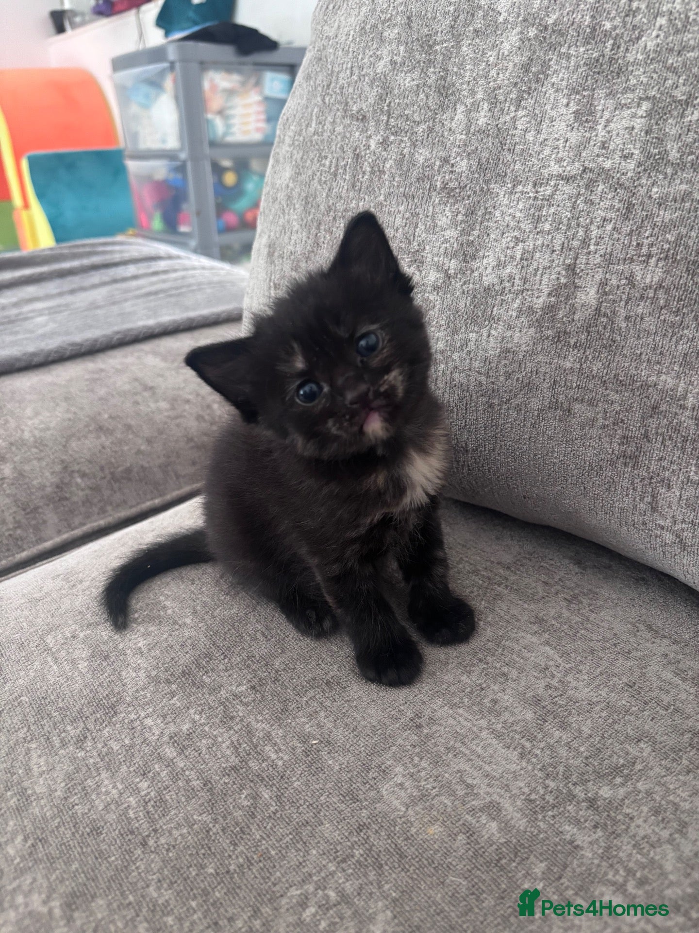 Mixed Breed cats Kittens for sale - Advert 1