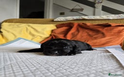 Mixed Breed dogs for sale: Labrador x Patterdale Puppies - Image 9