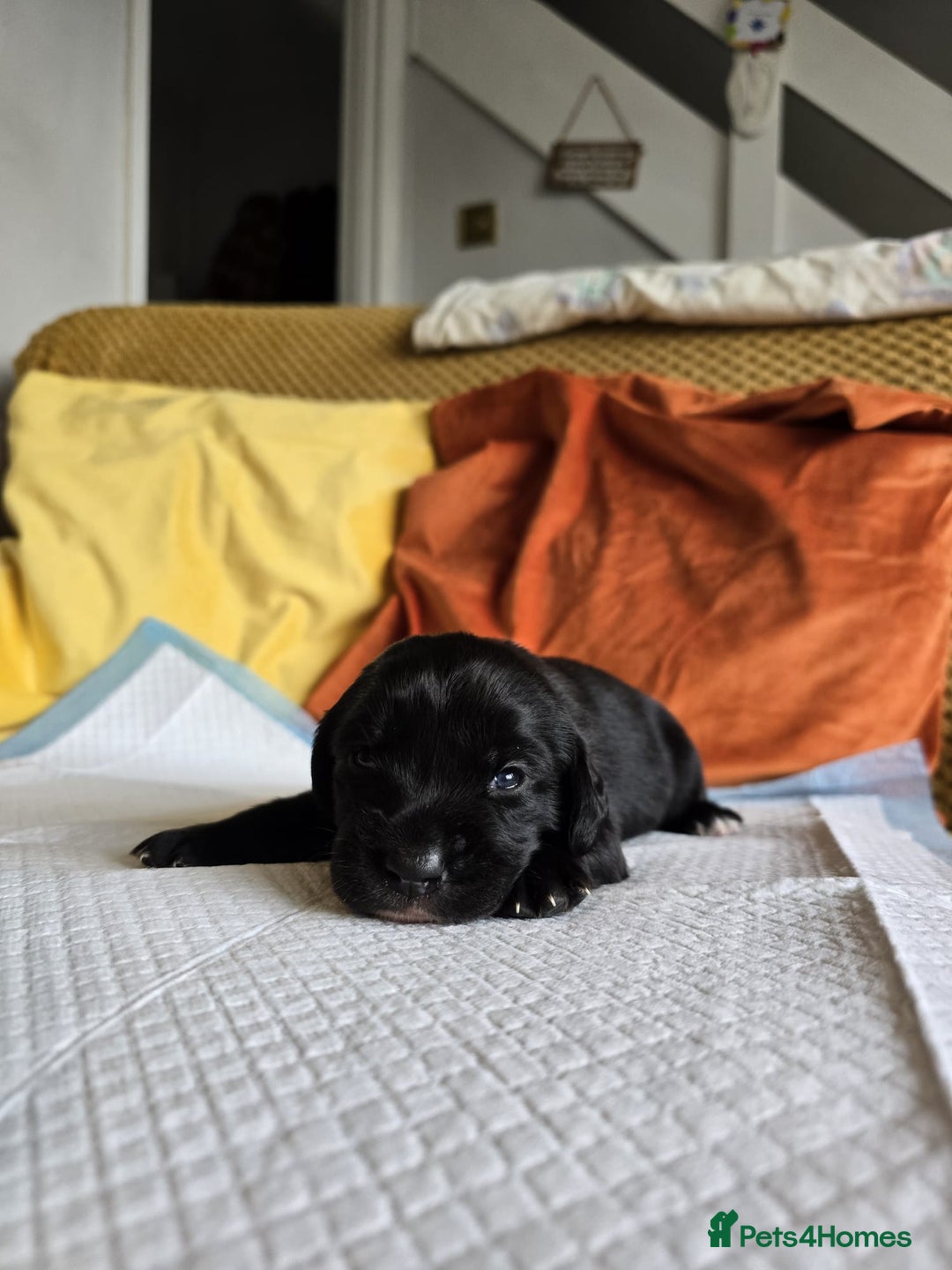 Mixed Breed dogs for sale: Labrador x Patterdale Puppies - Image 9
