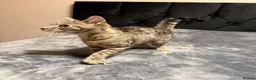 Toyger cats for sale: Beautiful Female Tabby Cat – Loving & Playful - Advert 3