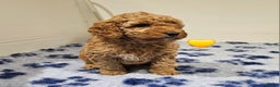 Australian Labradoodle dogs for sale: Stunning Miniature Australian Labradoodle pups - Advert 6