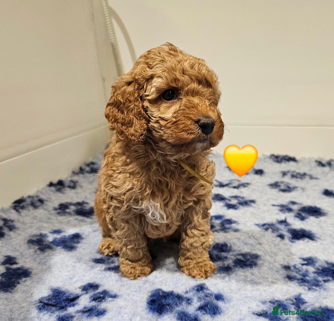 Australian Labradoodle dogs for sale: Stunning Miniature Australian Labradoodle pups - Advert 6